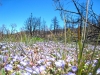 cool little purple flowers close up