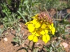 cool yellow flowers