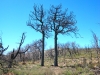 odd burnt trees