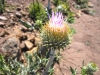 thistle closeup