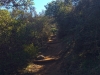 Heading through the tunnel of trees on the way up