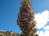 Yucca in bloom