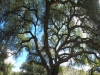 big old oak tree