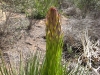 the begining of a yucca