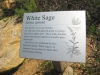 white sage sign