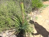 young yucca
