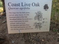 coast live oak plaque