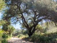 large live oak