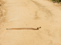 snake crossing the road 2