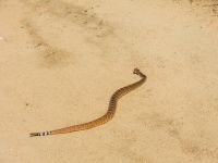 snake crossing the road 3