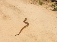 snake crossing the road 4