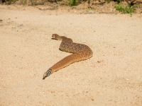 snake crossing the road 5