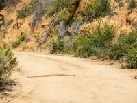 snake crossing the road