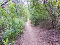 the trail