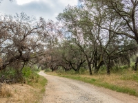 through the oaks