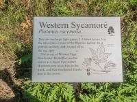 western sycamore plaque