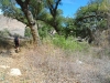 a-nice-batch-of-poison-oak-right-by-the-trail