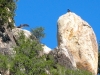 defending turkey vultures