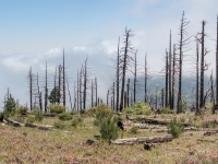 dead forest on the way down