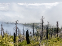 looking down at the dead forest