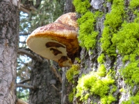 moss and giant mushroom