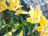 close-up-of-yellow-flowers