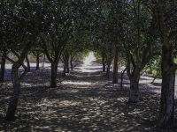 The tree canopy tunnel