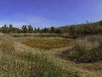 dried up old pond