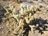 jumping-cactus