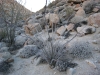 octello-cactus