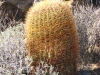 small-barrell-cactus