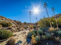 grove of yucca