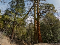 falling tree