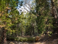 tree blocking the way