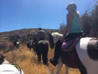 a group of horses passing by us on the PCT