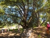 Gigantic Oak Tree