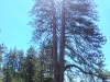 Tall Split Tree