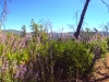 a whole lot of poodle dog bush