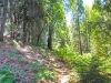 trail through the woods