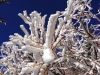 close-up-of-snow-in-bushs