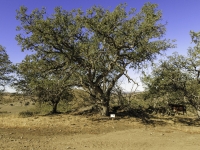 Engelmann Oak Tree