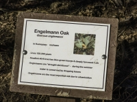 Engelmann oak tree sign