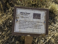 White Sage sign