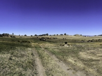 a trail right through a herd of cattle