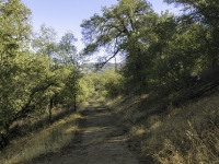 heading trough the oak tree tunnel