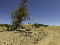 recovering forest towards the eastern end