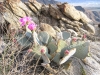 Flowering Cacuts