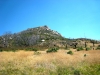 poodle-dog-bush-with-the-peak-behind