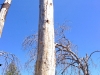 tall-dead-tree