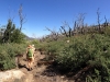 walking-back-through-the-dead-forest